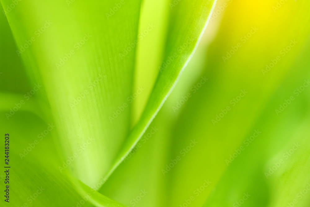 custom made wallpaper toronto digitalCloseup of nature leaves green blur. In the spring Under the morning light. Use as background and wallpapers.