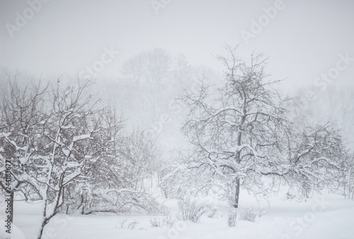 Showfall and Fog effect Beautiful Winter landscape scene background with snowfall Beauty winter backdrop Snowy forest Branches with snow Winter pattern or background.