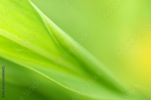 Closeup of nature leaves green blur. In the spring Under the morning light. Use as background and wallpapers. © ADSKrongsawat