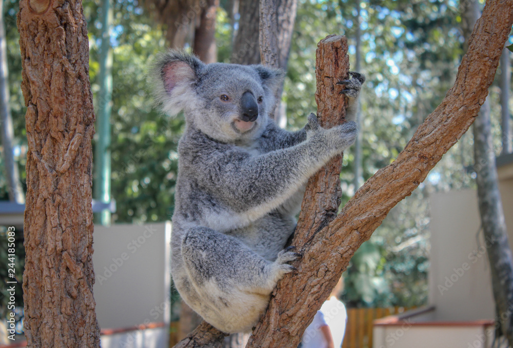 Naklejka premium Koala in a tree