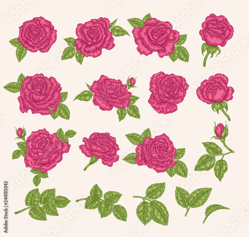 Collection of pink roses. Flowers, leaves and buds vector illustration. Hand drawn. Floral design elements.