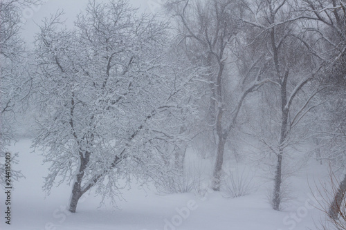 Trees covered snow Beautiful Winter landscape scene background with snow covered trees Beauty winter backdrop Frosty trees in snowy forest Branches with snow Winter pattern or background. © Igor Zaharov