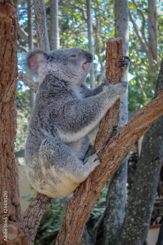 Fototapeta Naklejka Na Ścianę i Meble -  Koala in a tree