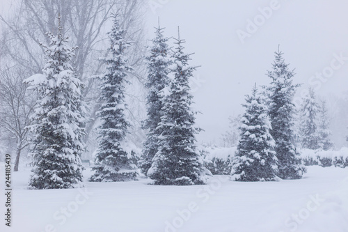 Fir trees covered snow Beautiful Winter landscape scene background with snow covered trees Beauty winter backdrop Frosty trees in snowy forest Branches with snow Winter pattern or background. © Igor Zaharov