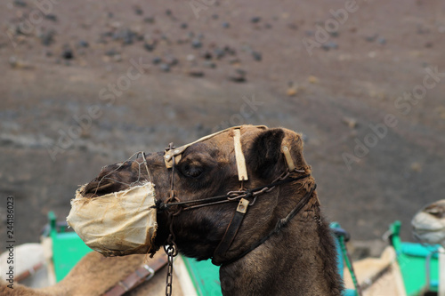 Dunkelbraunes Dromedar im Profil in den Feuerbergen von Lanzarote 