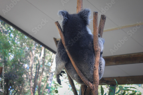 Photography Sleeping koala in a tree