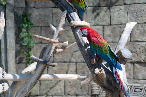 Parrot at Minsk Zoo