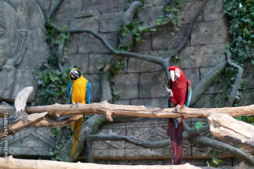 Parrots at Minsk Zoo