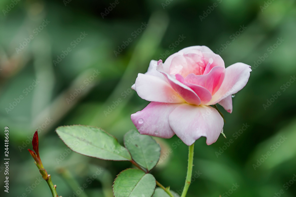 Obraz premium Beautiful pink roses in the garden.