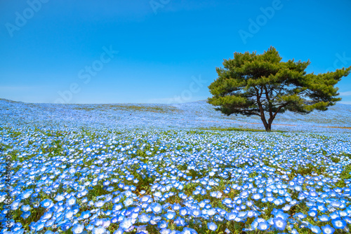 Fototapeta Naklejka Na Ścianę i Meble -  Mountain, Tree and Nemophila (baby blue eyes flowers) field, blue flower carpet, Japanese Natural Attraction. Hitachi Seaside Park, Ibaraki, Japan.