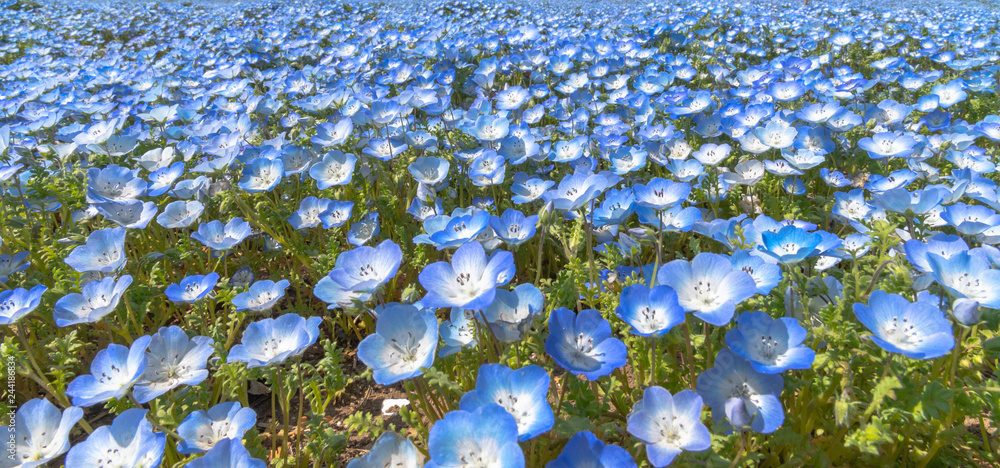 Nemophila (baby blue eyes flowers), flower field, blue flower carpet Nemophila (baby blue eyes flowers), flower field, blue flower carpet