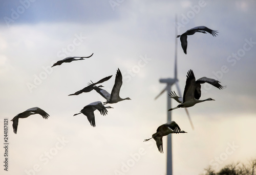Photography Cranes fly near a wind turbine