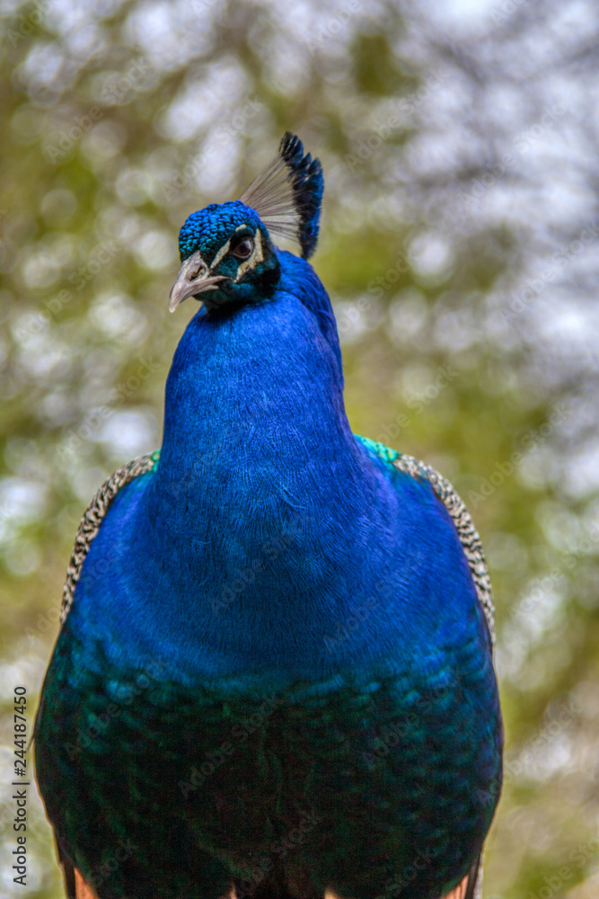 Fototapeta premium Cirencester UK