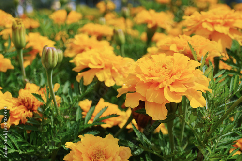 Close up Orange flowers background in garden © after6pm