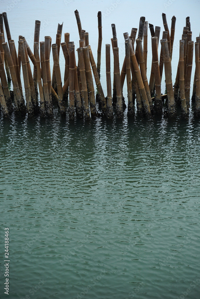 Bamboo embroidered in the sea for save mangrove forest Bamboo embroidered in the sea for save mangrove forest
