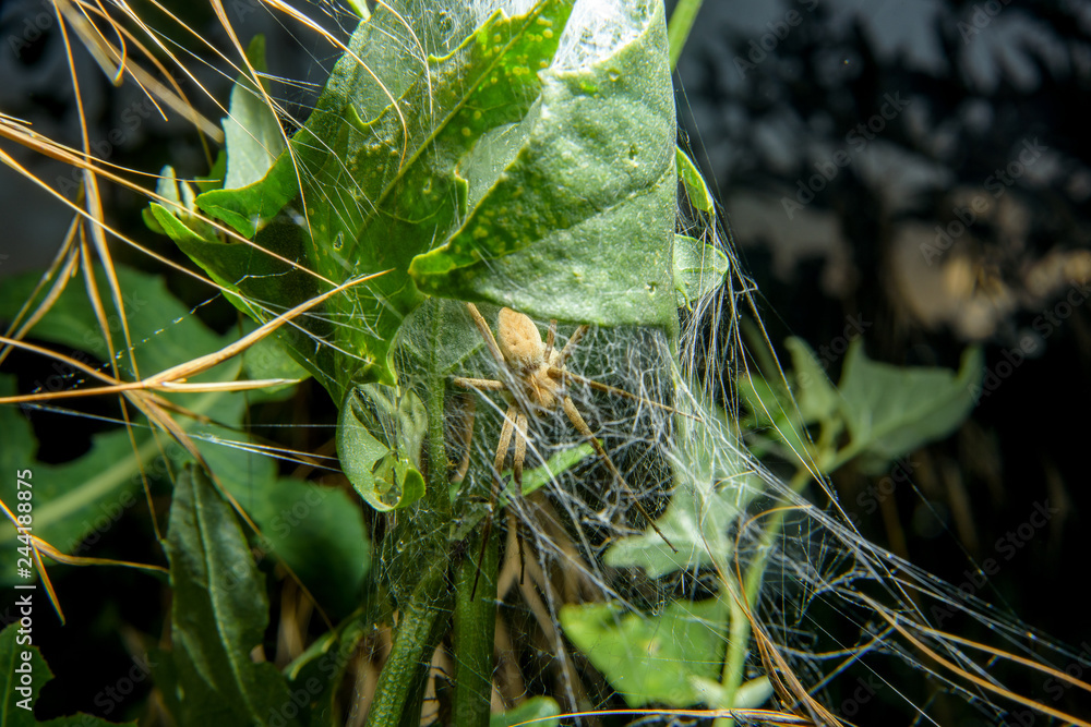 Spider on the web. Spider in a cocoon from a web. Redhaired spider on the web in plants. The