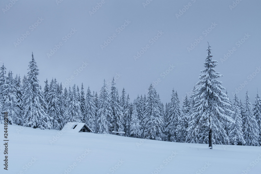 Obraz premium A calm winter scene. Firs covered with snow stand in a fog. Beautiful scenery on the edge of the forest. Happy New Year
