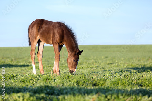 Fototapeta Naklejka Na Ścianę i Meble -  Cute foal grazing green grass on the pasture.