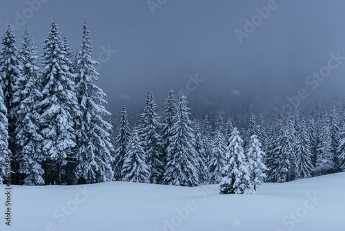 Majestic winter landscape, pine forest with trees covered with snow. A dramatic scene with low black clouds, a calm before the storm