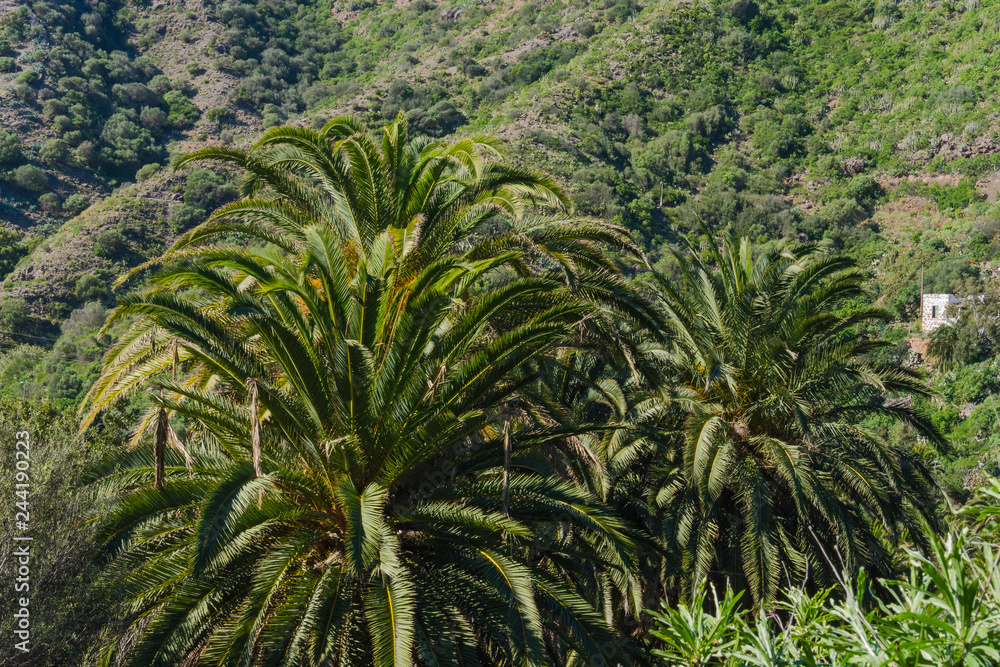 Fototapeta premium Canary islands gran canaria sunny winter day