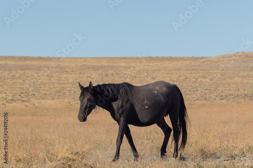 Wild Horse in  the Utah Desert