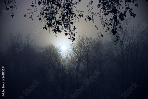 foggy winter morning - trees