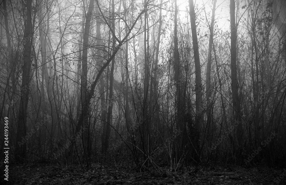 creepy foggy forest