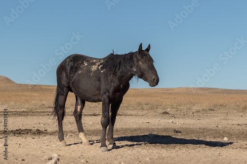 Wild Horse in  the Utah Desert