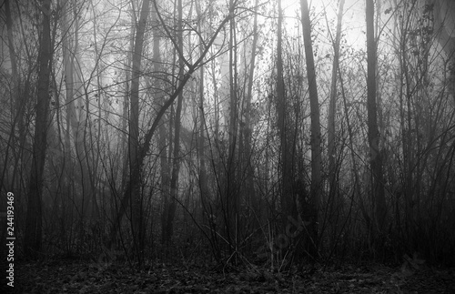 creepy foggy forest