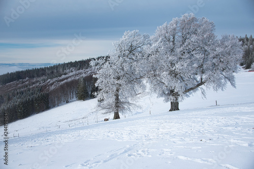 snow landscape in the German black forest