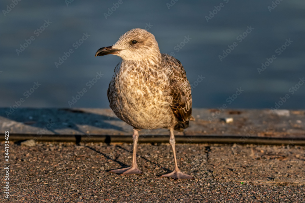 seagull - herring gull young bird - close-up seagull - herring gull young bird - close-up