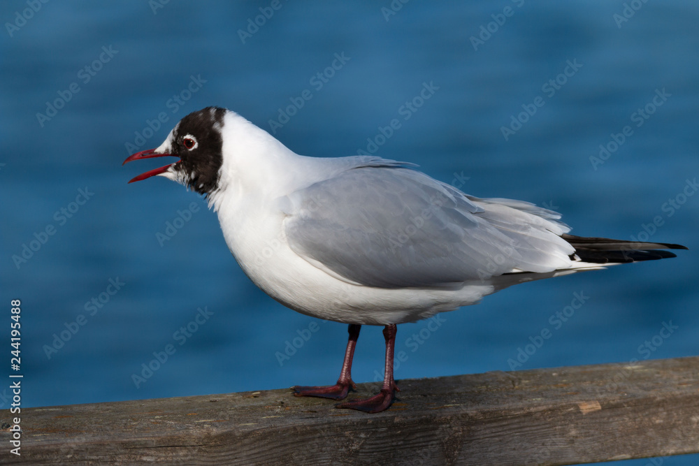 black-headed gull spring portrait black-headed gull spring portrait