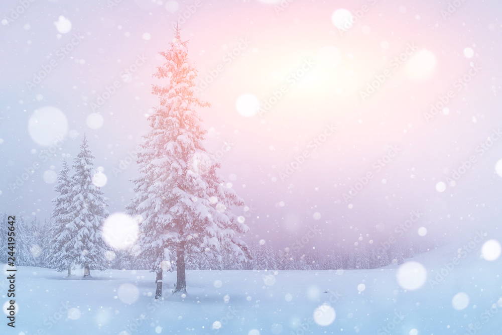 Naklejka premium Mysterious landscape majestic mountains in winter. Magical snow covered tree. Photo greeting card. Bokeh light effect, soft filter. Carpathian Ukraine Europe