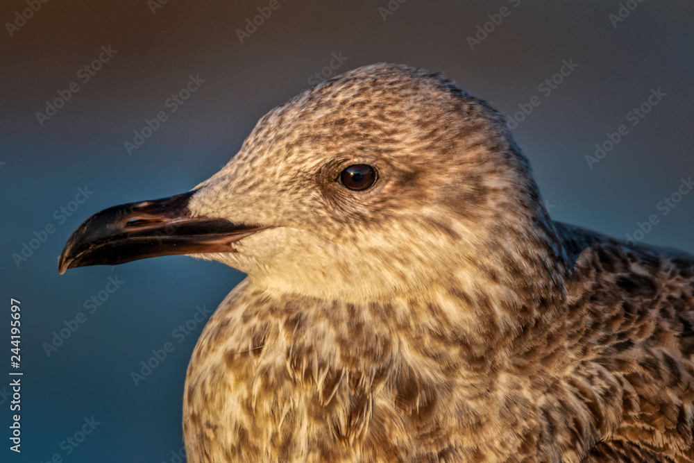 seagull - herring gull close-up portrait seagull - herring gull close-up portrait