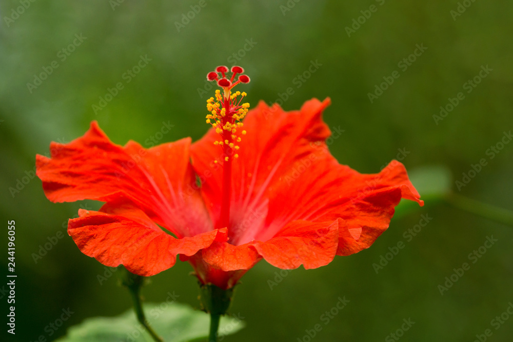 Roter Hibiskus blüht im Sommer. Blütenstempel von roter blühenden Hibiskus Blume.


