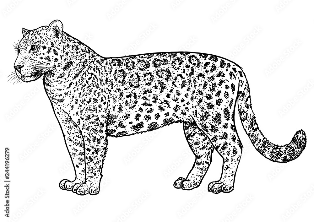 Jaguar illustration, drawing, engraving, ink, line art, vector Stock Vector Adobe Stock