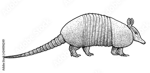 Armadillo illustration, drawing, engraving, ink, line art, vector