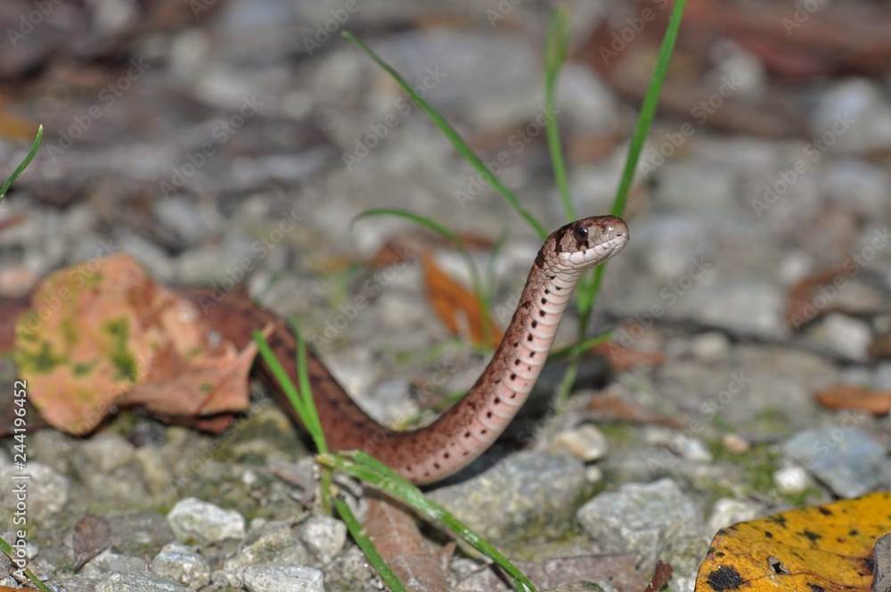 Dekay's Brown snake curious and inquisitive Dekay's Brown snake curious and inquisitive