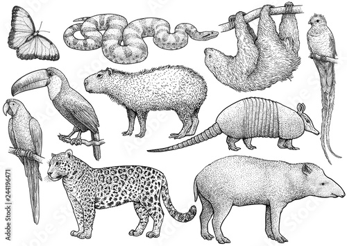 South American animal collection, illustration, drawing, engraving, ink, line art, vector