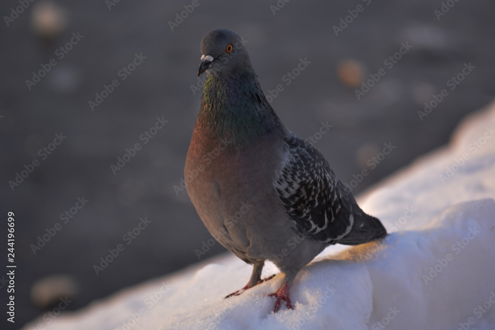 pigeon on the snow pigeon on the snow