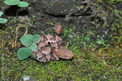 Baby copperhead on moss with yellow tail caudal lure photo