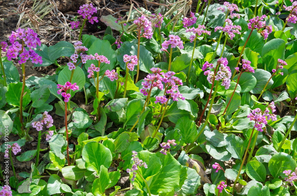 Pink flower bergenia (lat. Bergenia crassifolia) blooms in spring in the garden Pink flower bergenia (lat. Bergenia crassifolia) blooms in spring in the garden