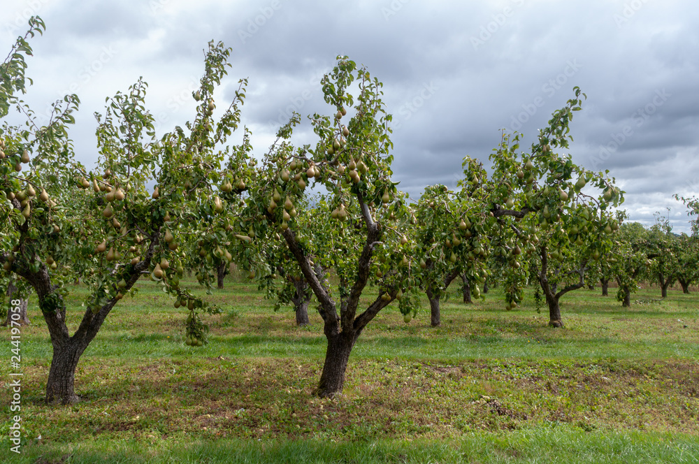 Abundant crop of ripe pears growing in a Worcestershire orchard, ready to pick. Abundant crop of ripe pears growing in a Worcestershire orchard, ready to pick.
