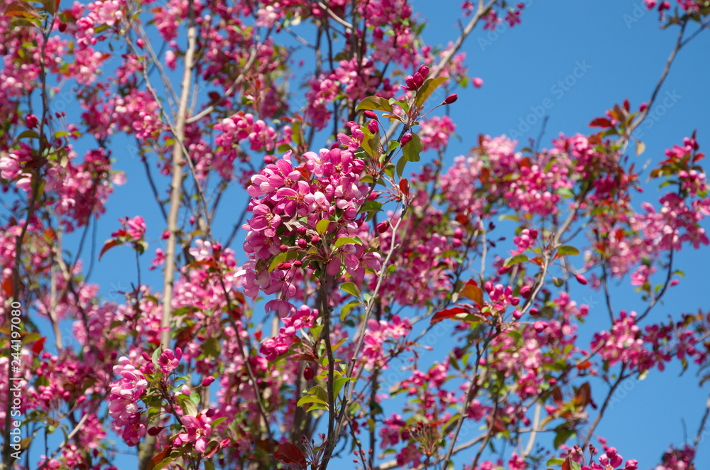 Sakura cherry blossoms against the blue sky Sakura cherry blossoms against the blue sky