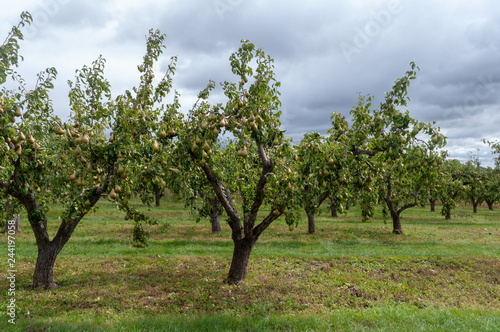 Abundant crop of ripe pears growing in a Worcestershire orchard, ready to pick.