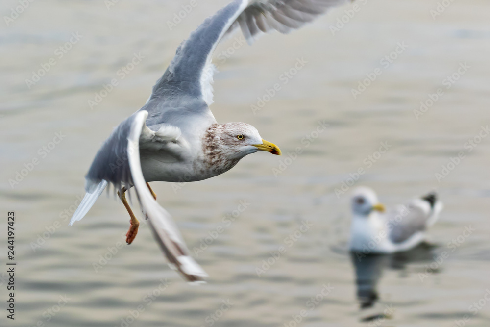 common gull - seagull flying gracefully common gull - seagull flying gracefully