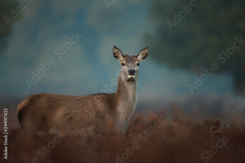 Fototapeta Naklejka Na Ścianę i Meble -  Close up of a Red deer hind in fog