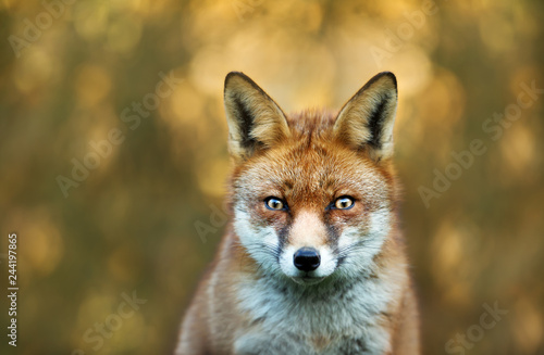 Close-up of a red fox against colourful background