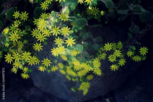 Small yellow flowers for background