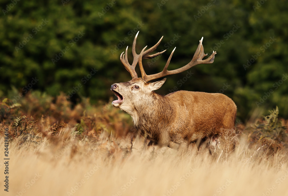 Obraz premium Red deer stag roaring during rutting season